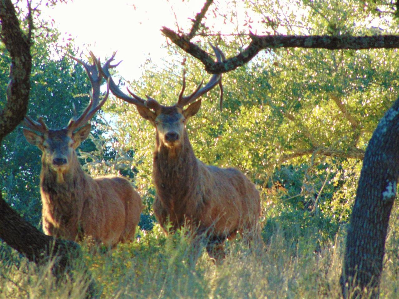 Bed and Breakfast Glory Hills Ranch Pipe Creek Экстерьер фото